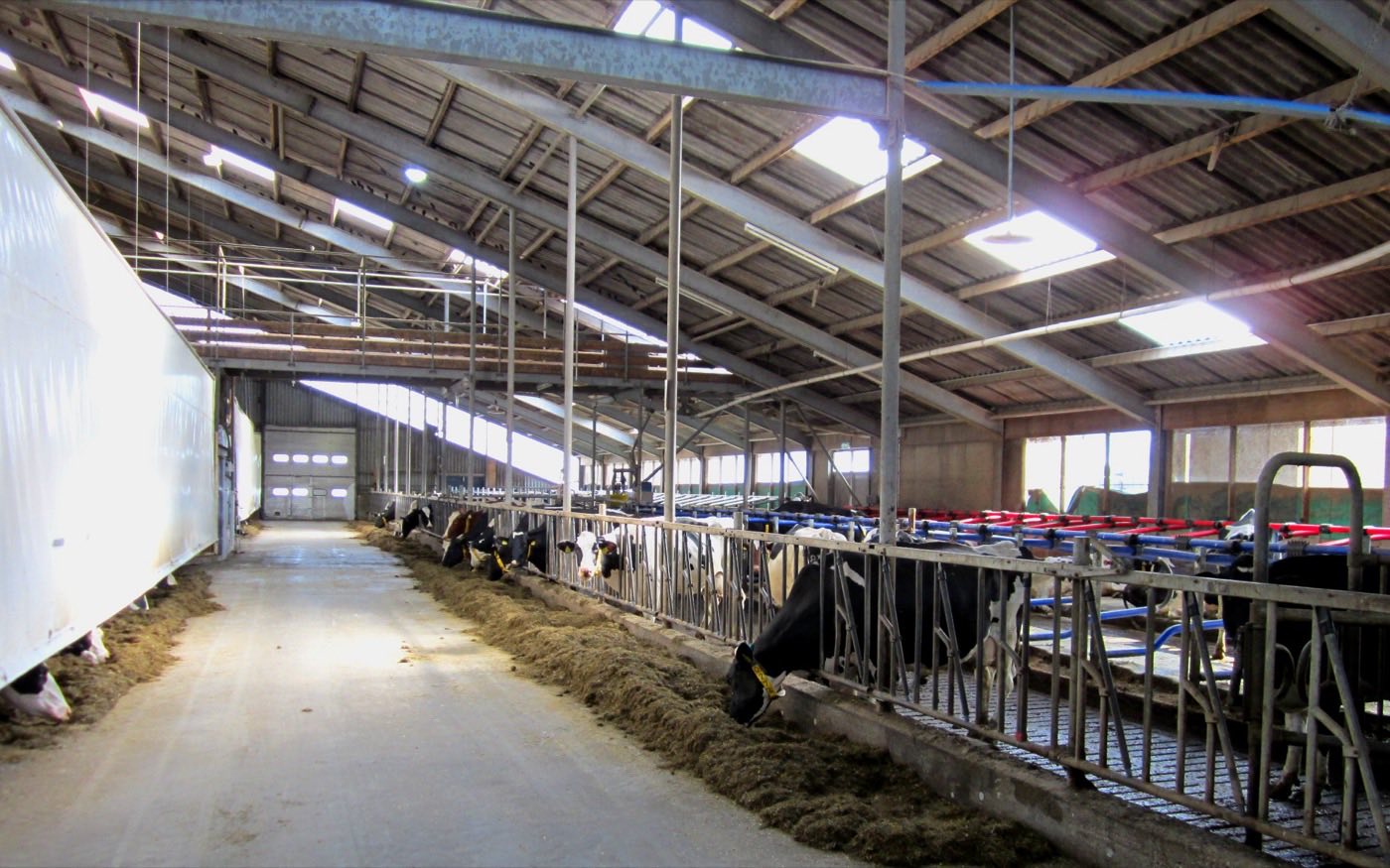 Interior of a long dairy barn: Holstein-Friesian cows stand at the feed fence along a concrete feed alley, eating a row of mixed forage, with cubicles and roof lights behind them