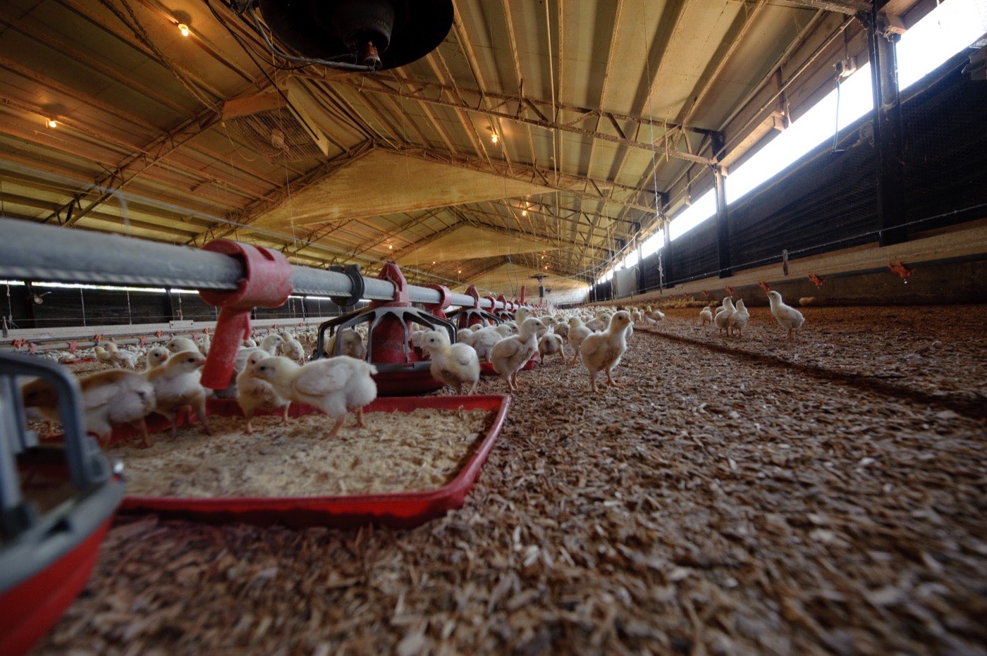 Interior of a commercial broiler house: young downy chicks spread across wood-shavings litter, feeding from red pan feeders on a suspended feed line, with drinker lines, brooder heaters overhead and side vents along the building